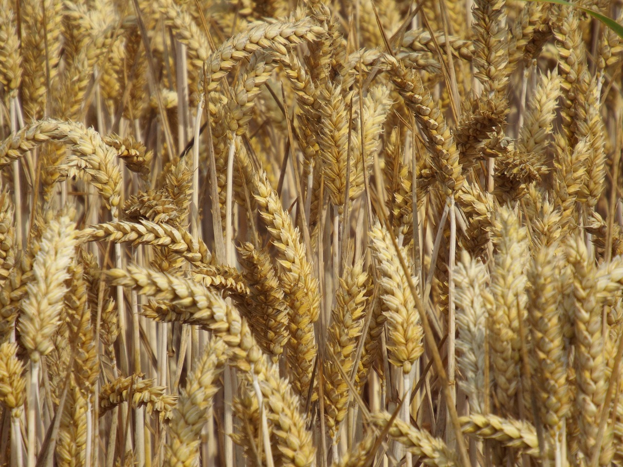 harvest cereals field free photo