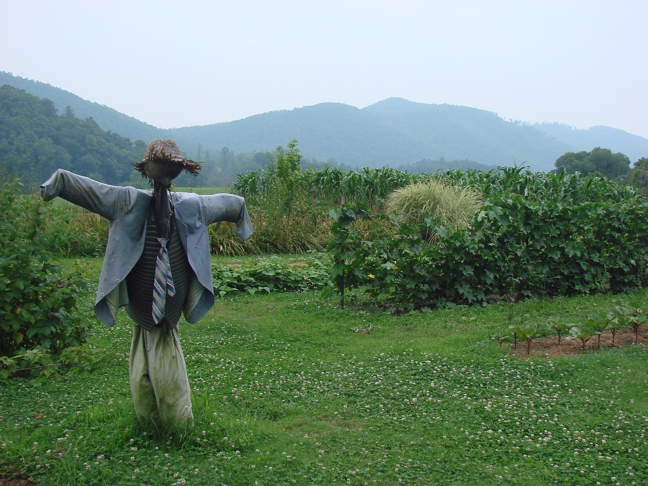 harvest scarecrow fall free photo