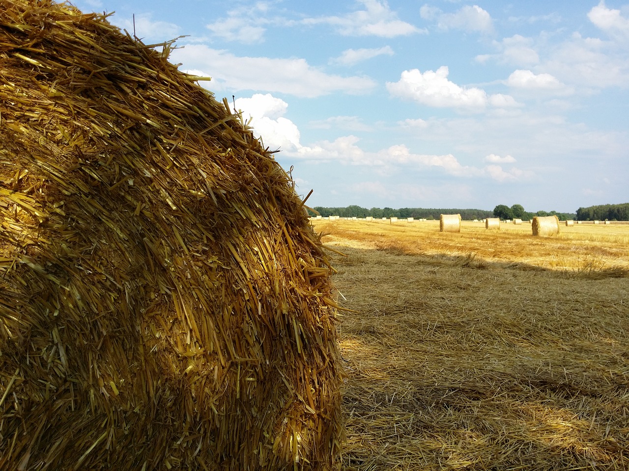 harvest summer field crops free photo