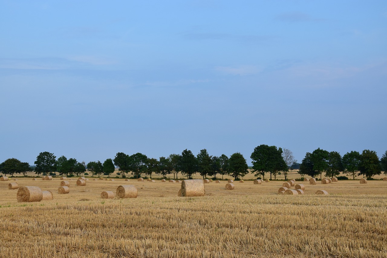 harvest landscape agriculture free photo