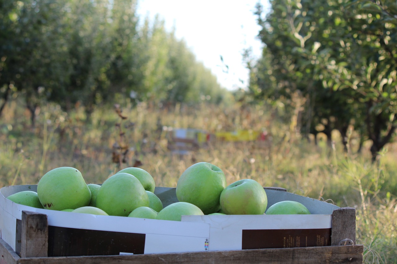 harvest apple green apple free photo