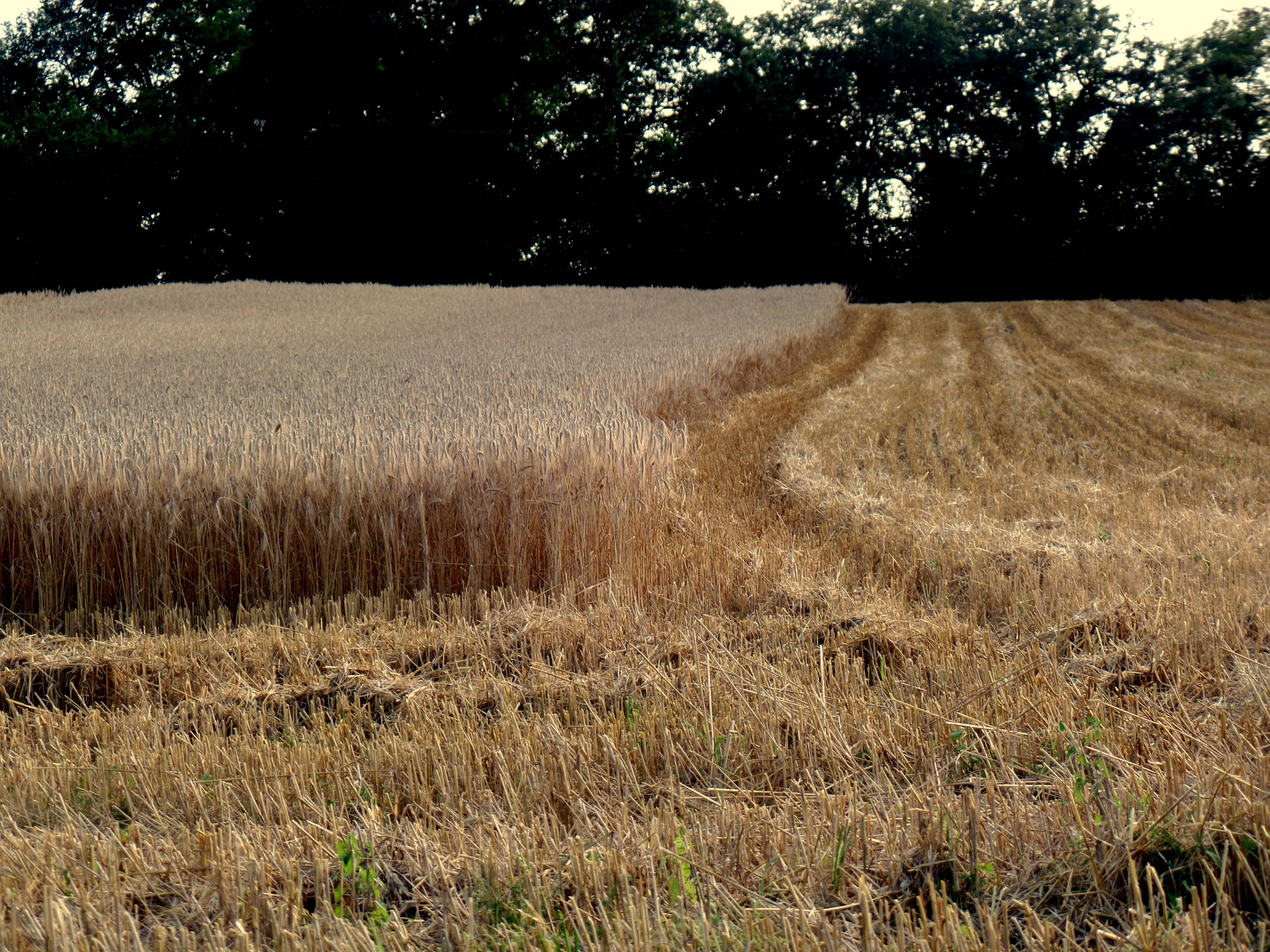 cut wheat wheat harvest brown field free photo