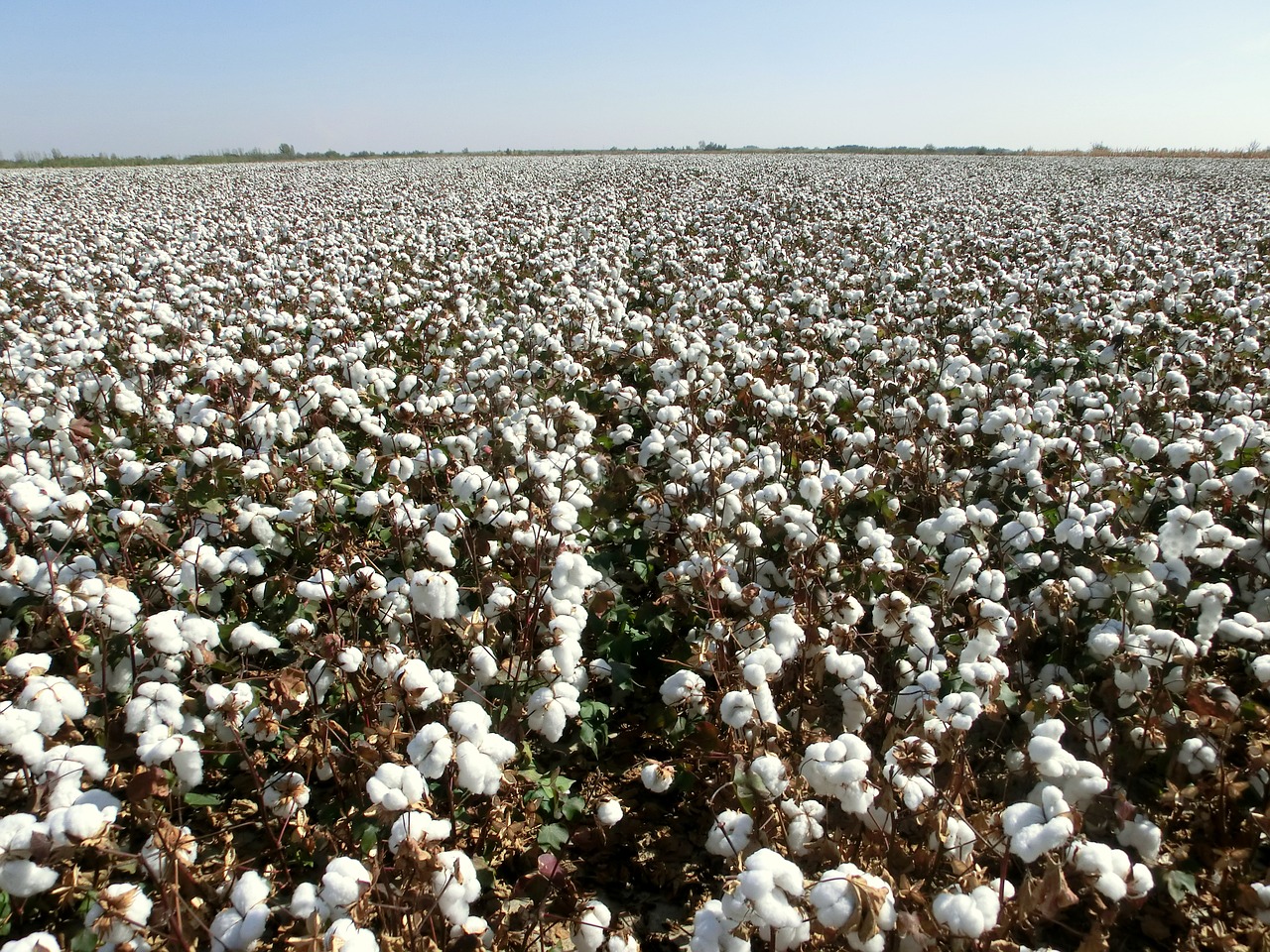 harvest cotton land free photo