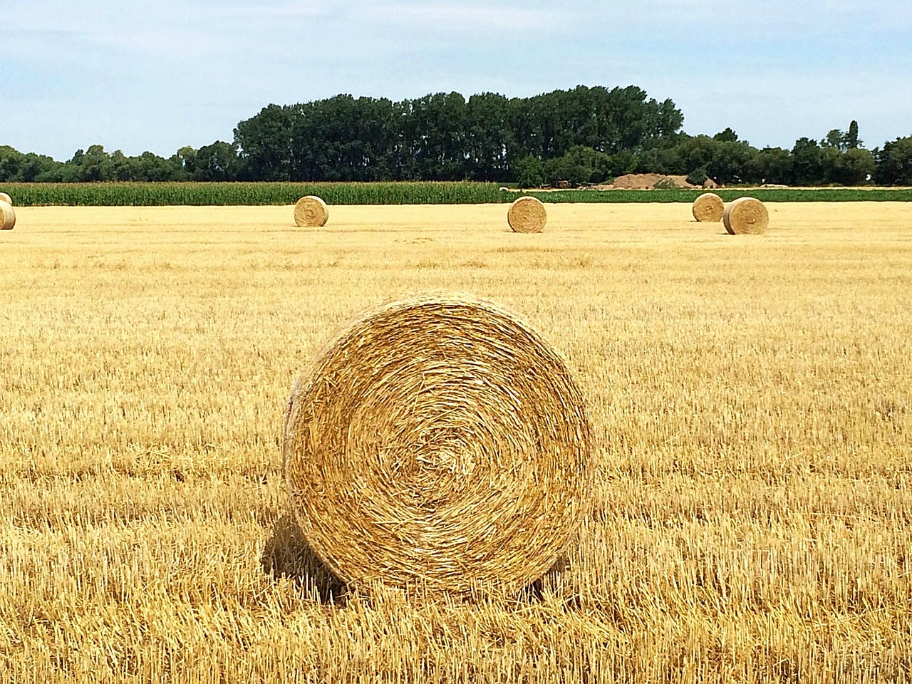 straw straw bales round bales free photo