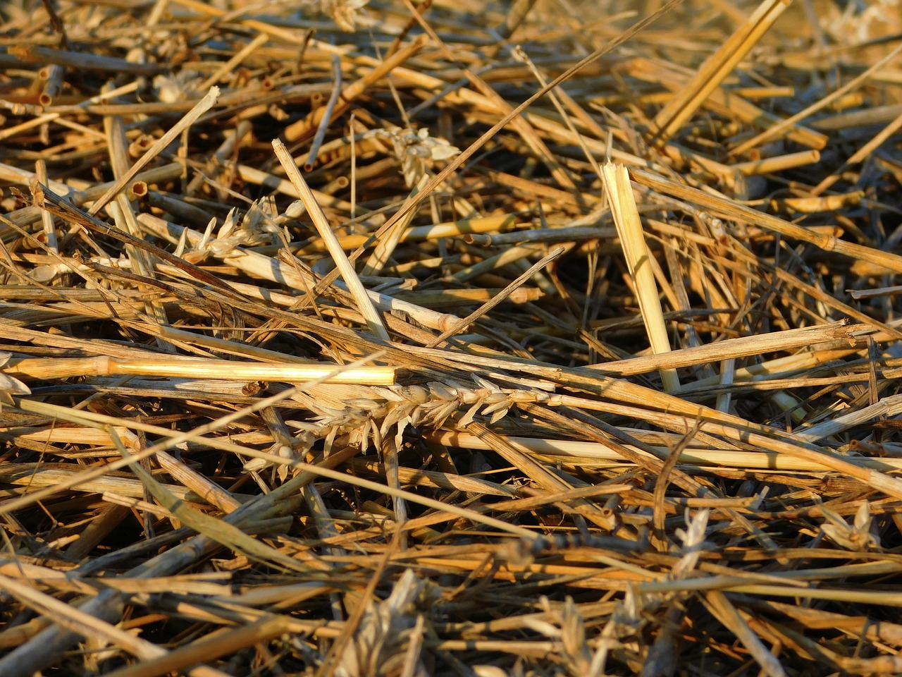 harvest abgeernet field free photo