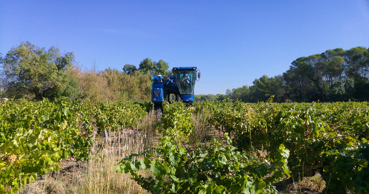 harvest grape harvesting machine vine free photo