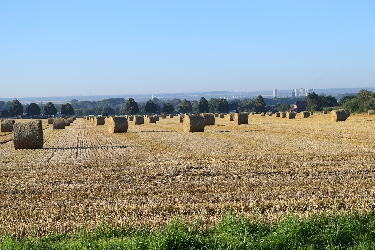 harvest straw bales round bales free photo