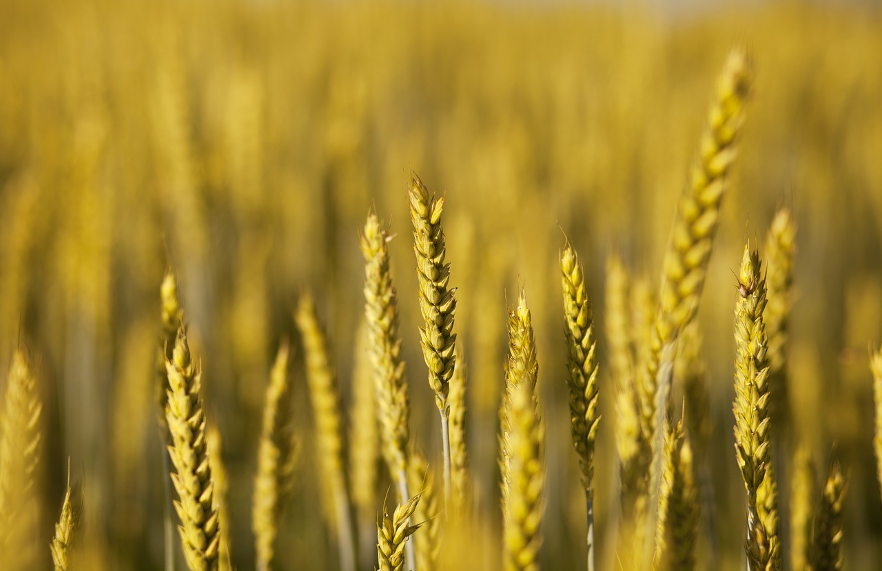 harvest in wheat field gold free photo