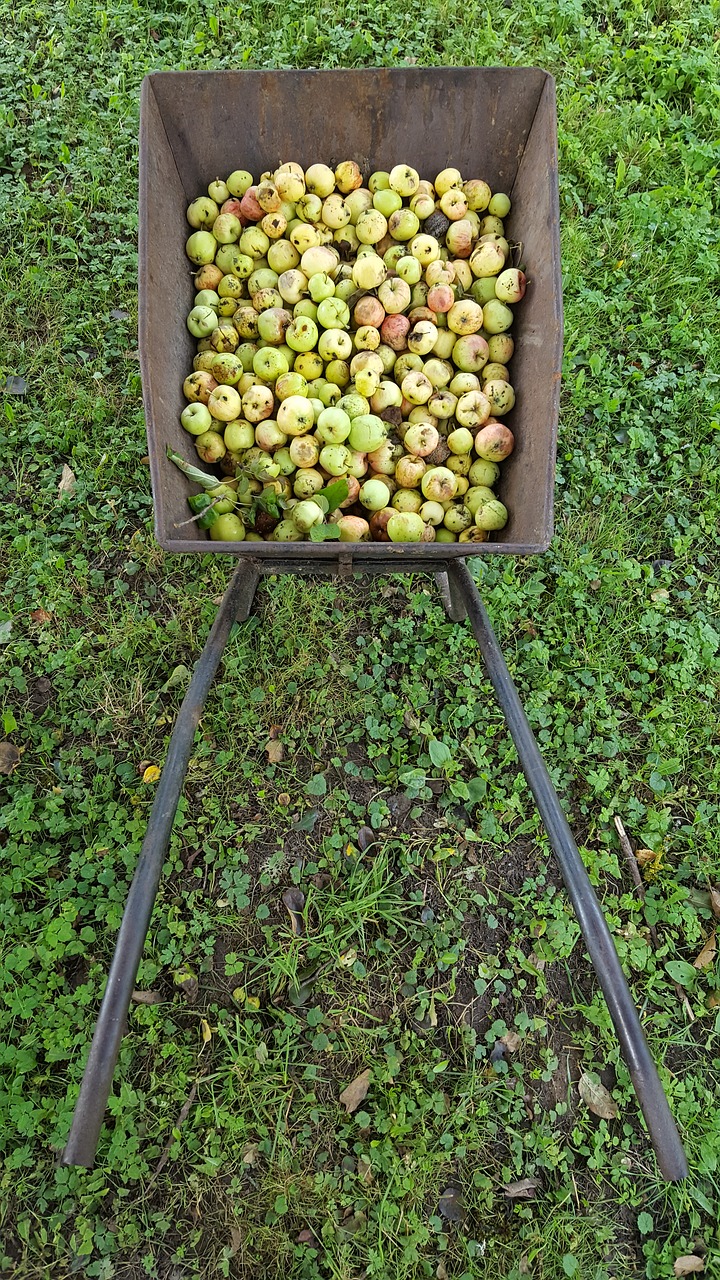 harvest apples autumn free photo