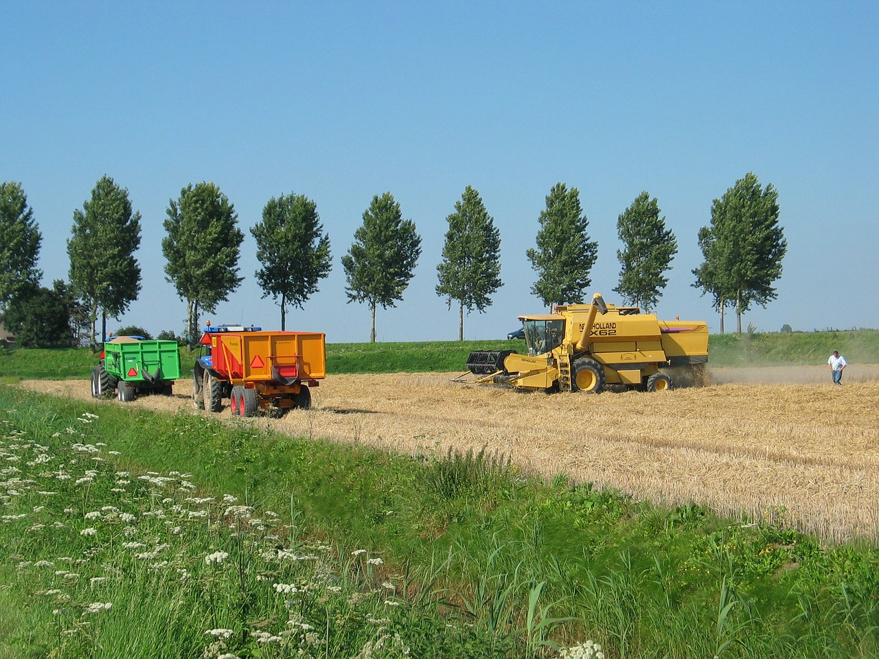 harvest wheat molendijk gravendeel free photo