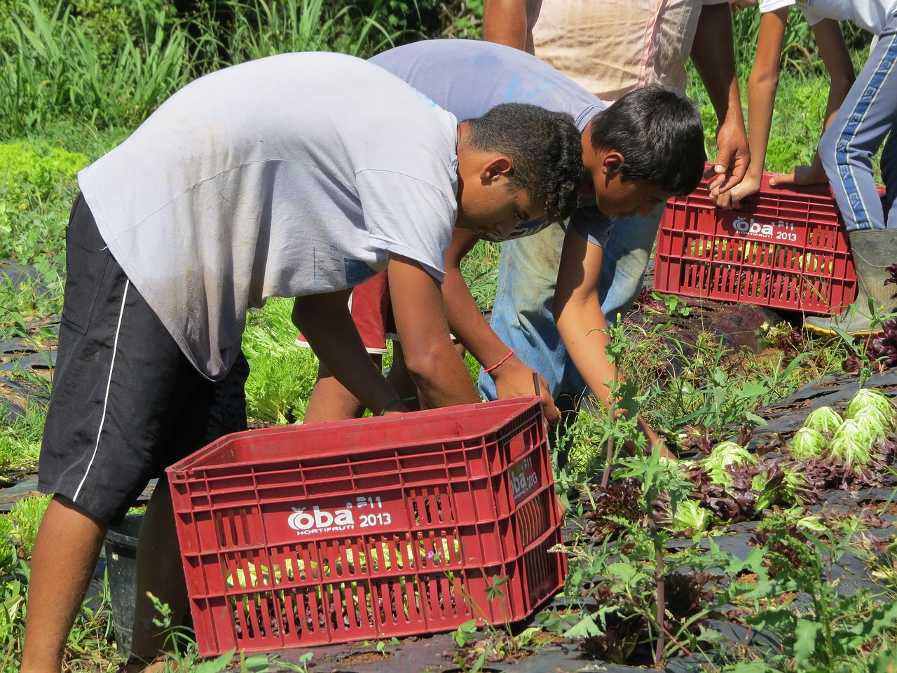 harvest horta agriculture free photo