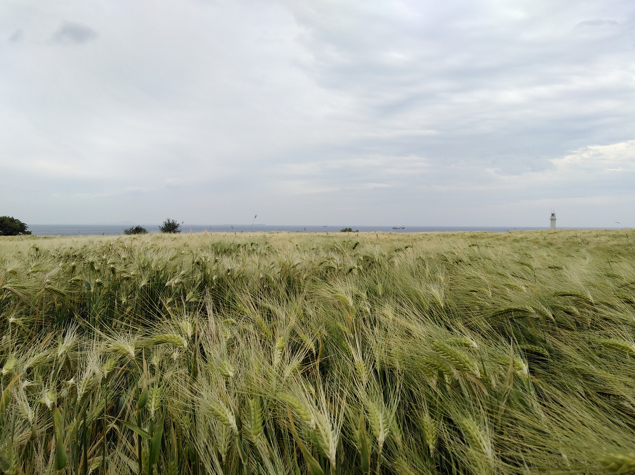 harvest love landscape free photo