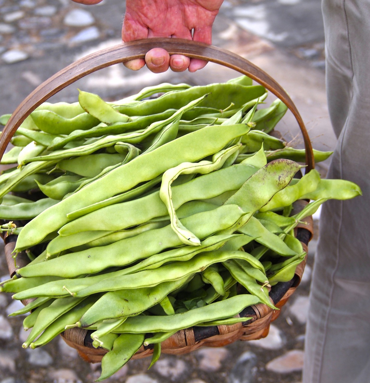 harvest beans organic free photo
