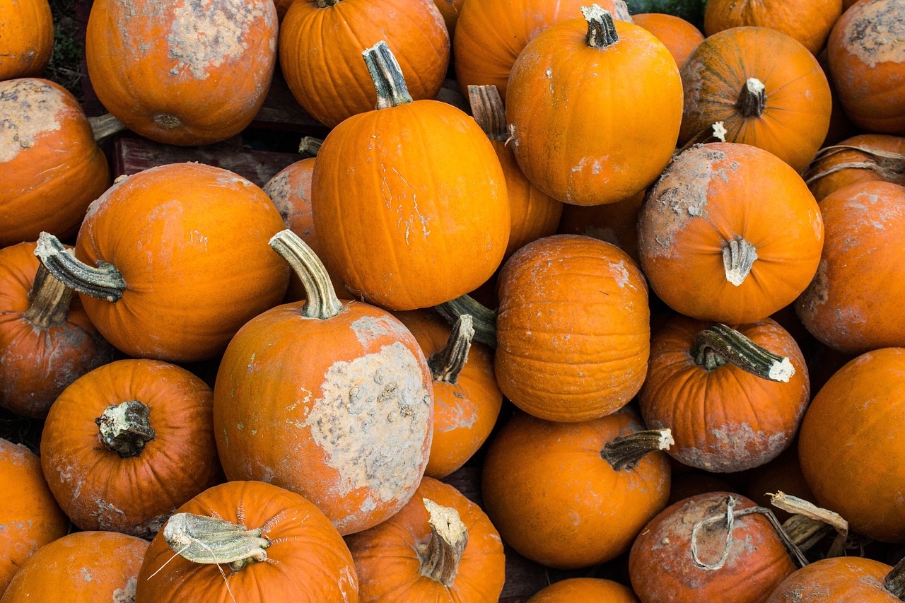 harvest winter squash free photo