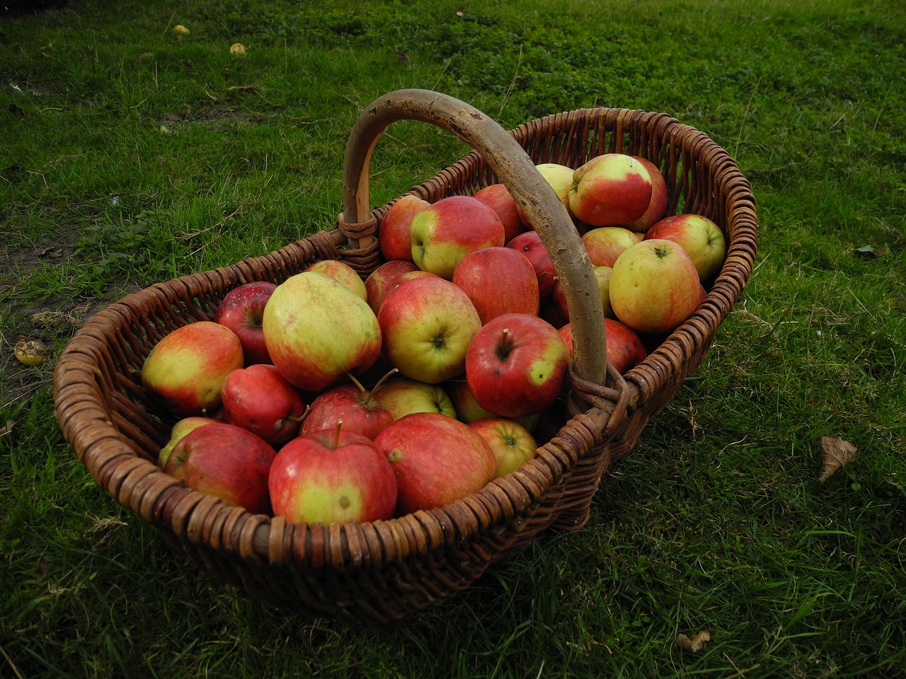harvest garden apple free photo