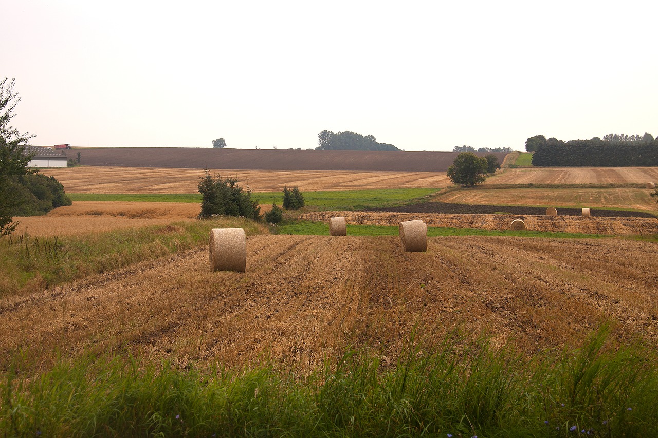 harvest hay-balls field free photo