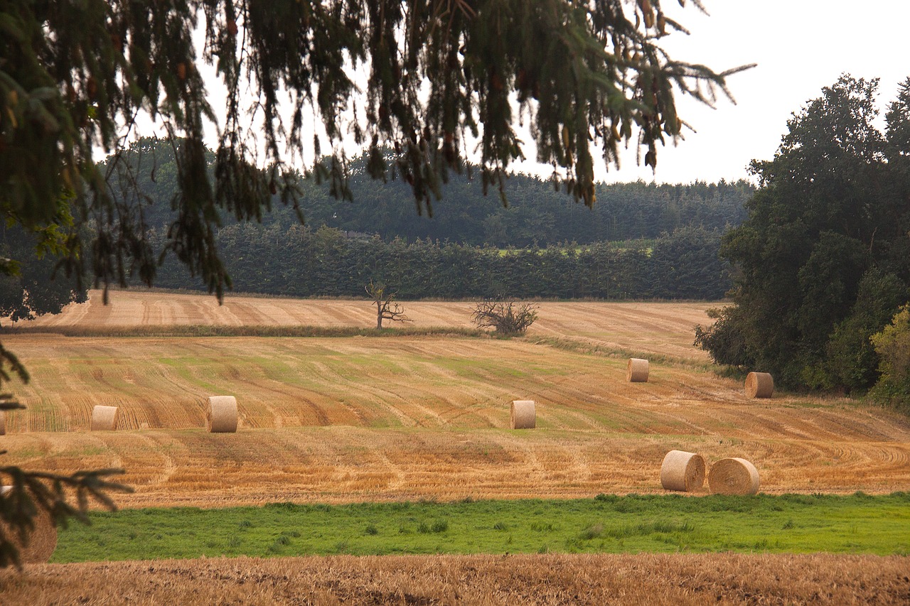 harvest field hay-balls free photo