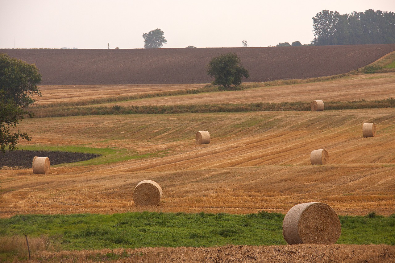 harvest field hay-balls free photo