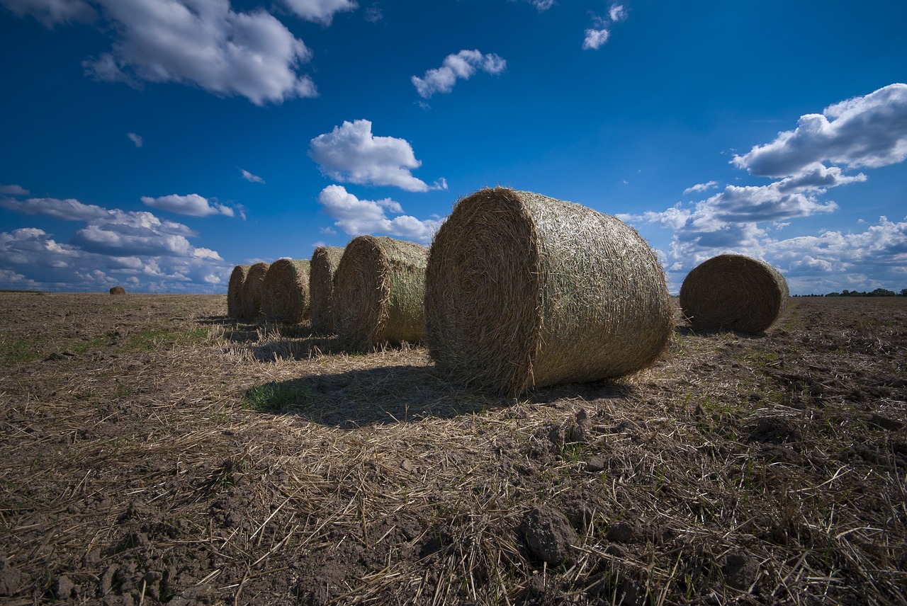 harvest grain straw free photo