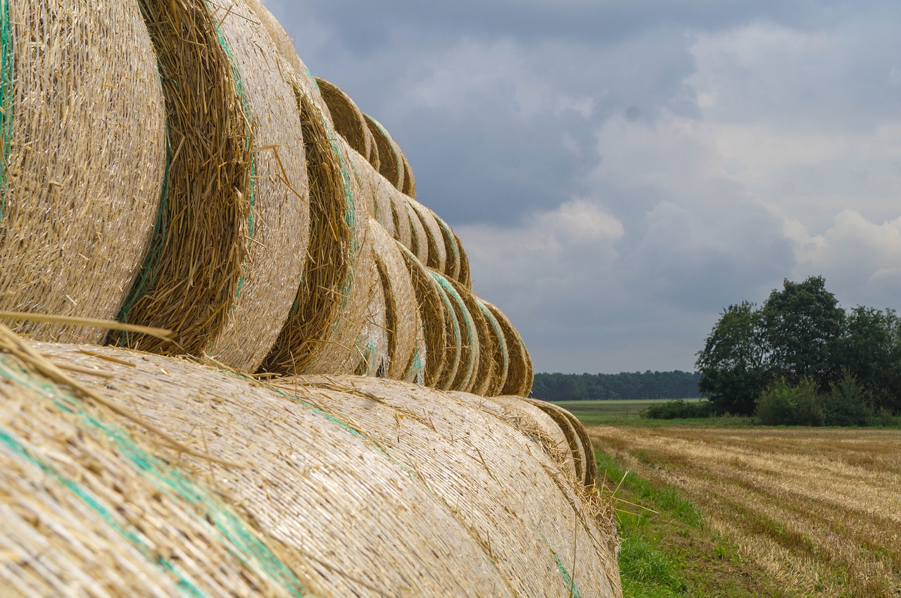 harvest straw agriculture free photo