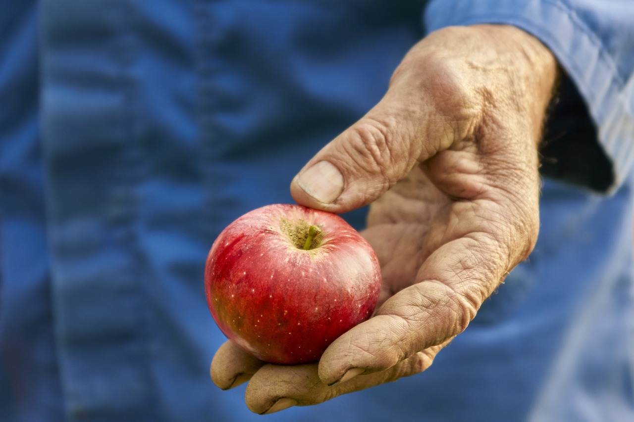 harvest apple bauer free photo