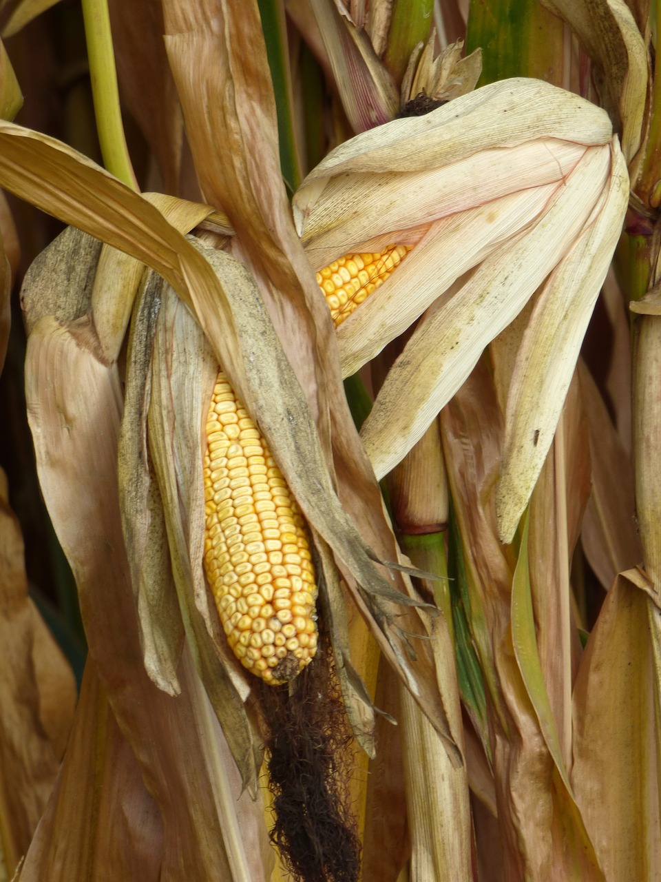 harvest corn leaves free photo