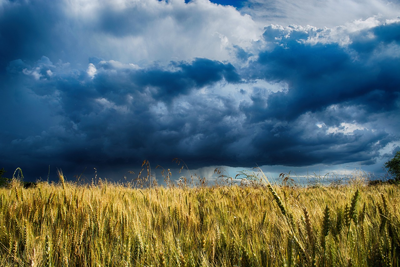 harvest field sky free photo