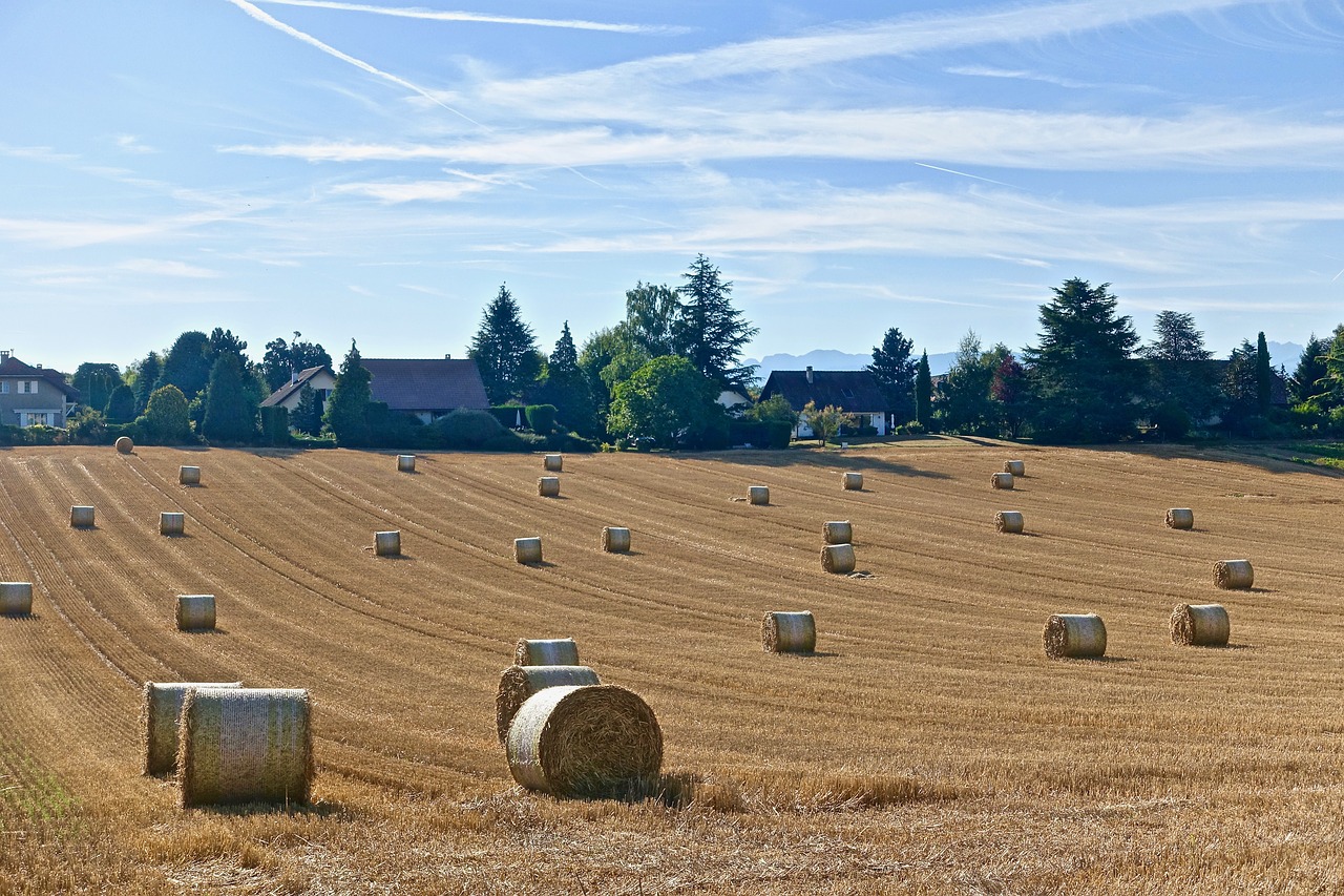 harvest  bales  hay free photo