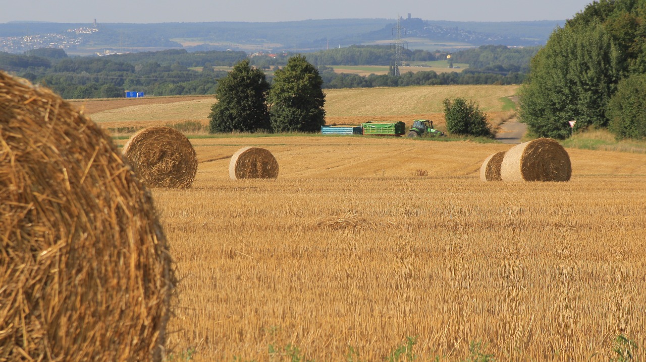 harvest grain agriculture free photo