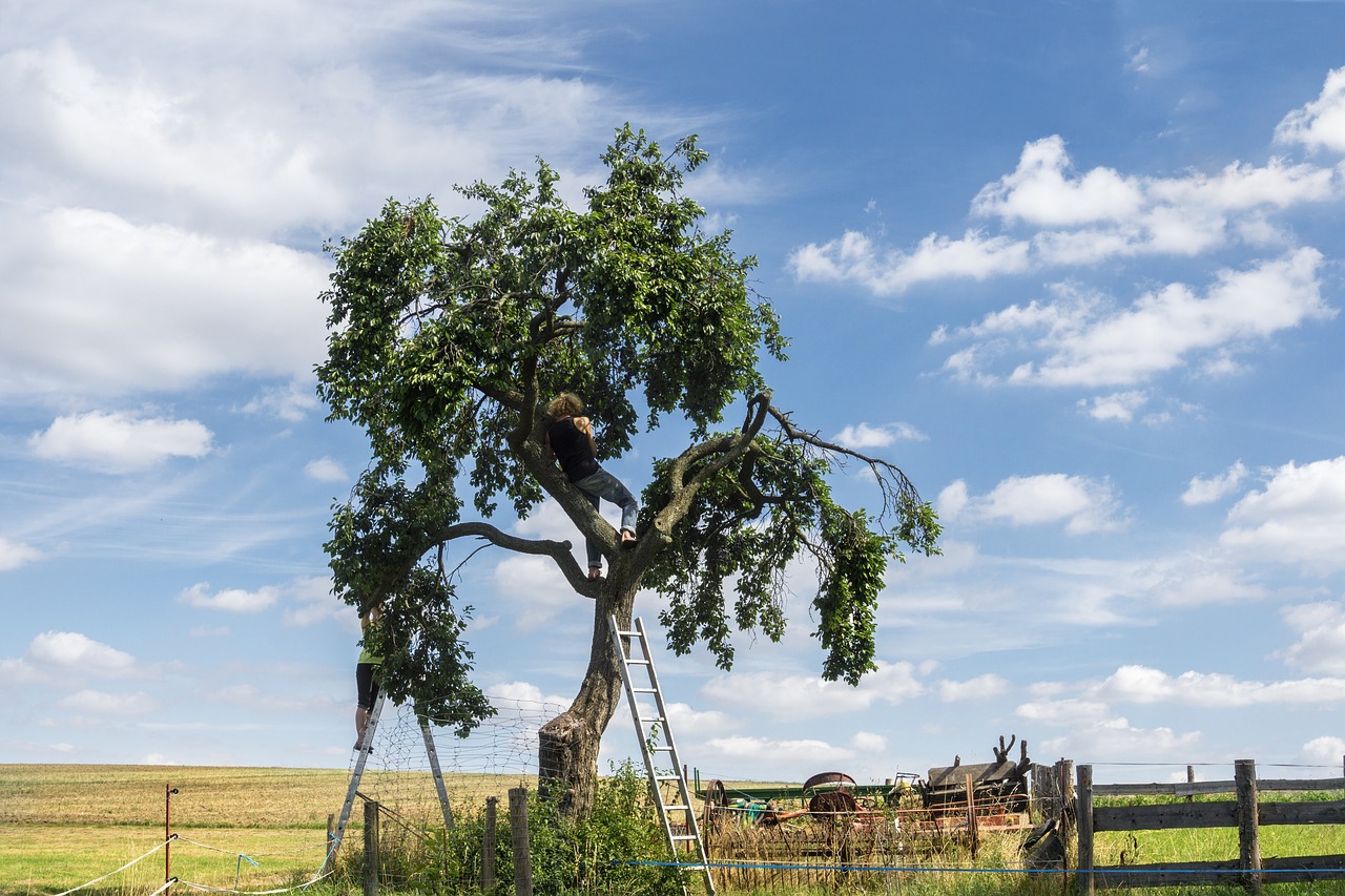 harvest  agriculture  landscape free photo