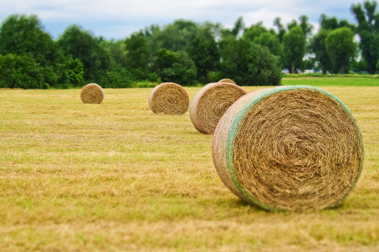 harvest  field  agriculture free photo