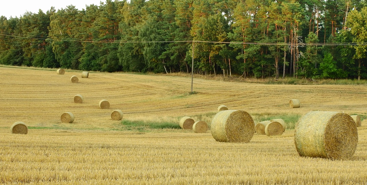 harvest  agriculture  field free photo