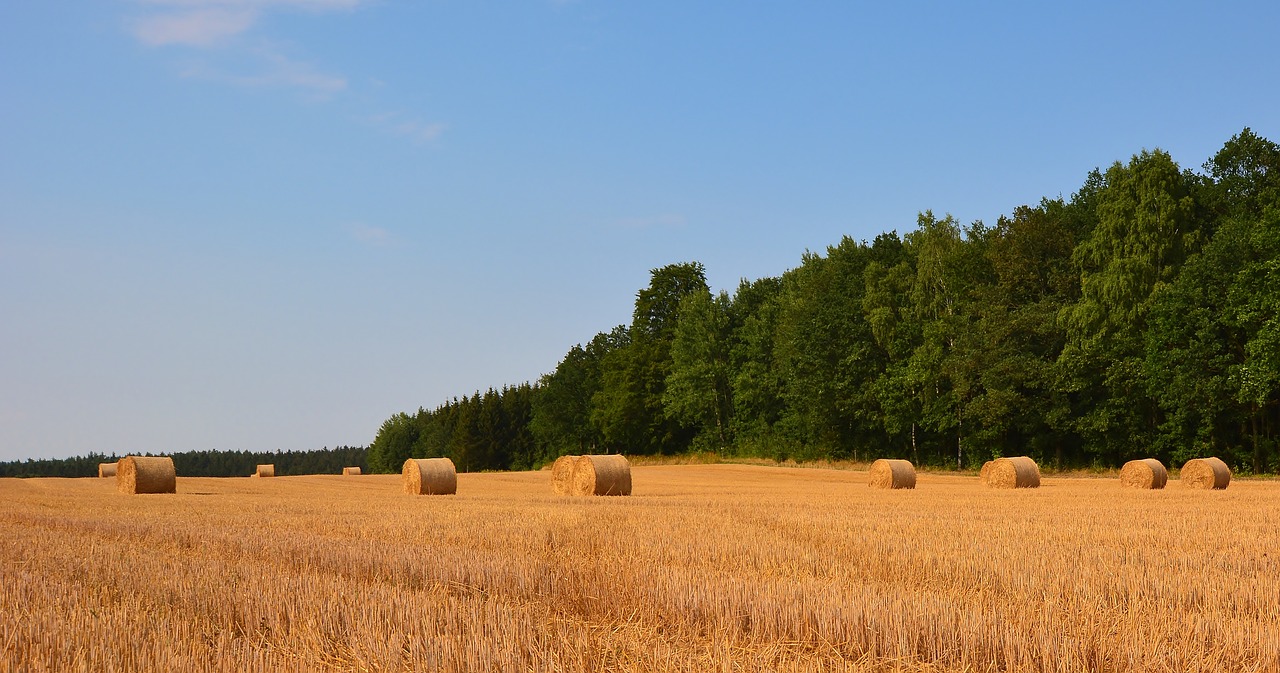 harvest  straw bales  agriculture free photo