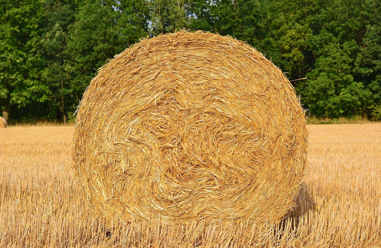 harvest  straw bales  agriculture free photo