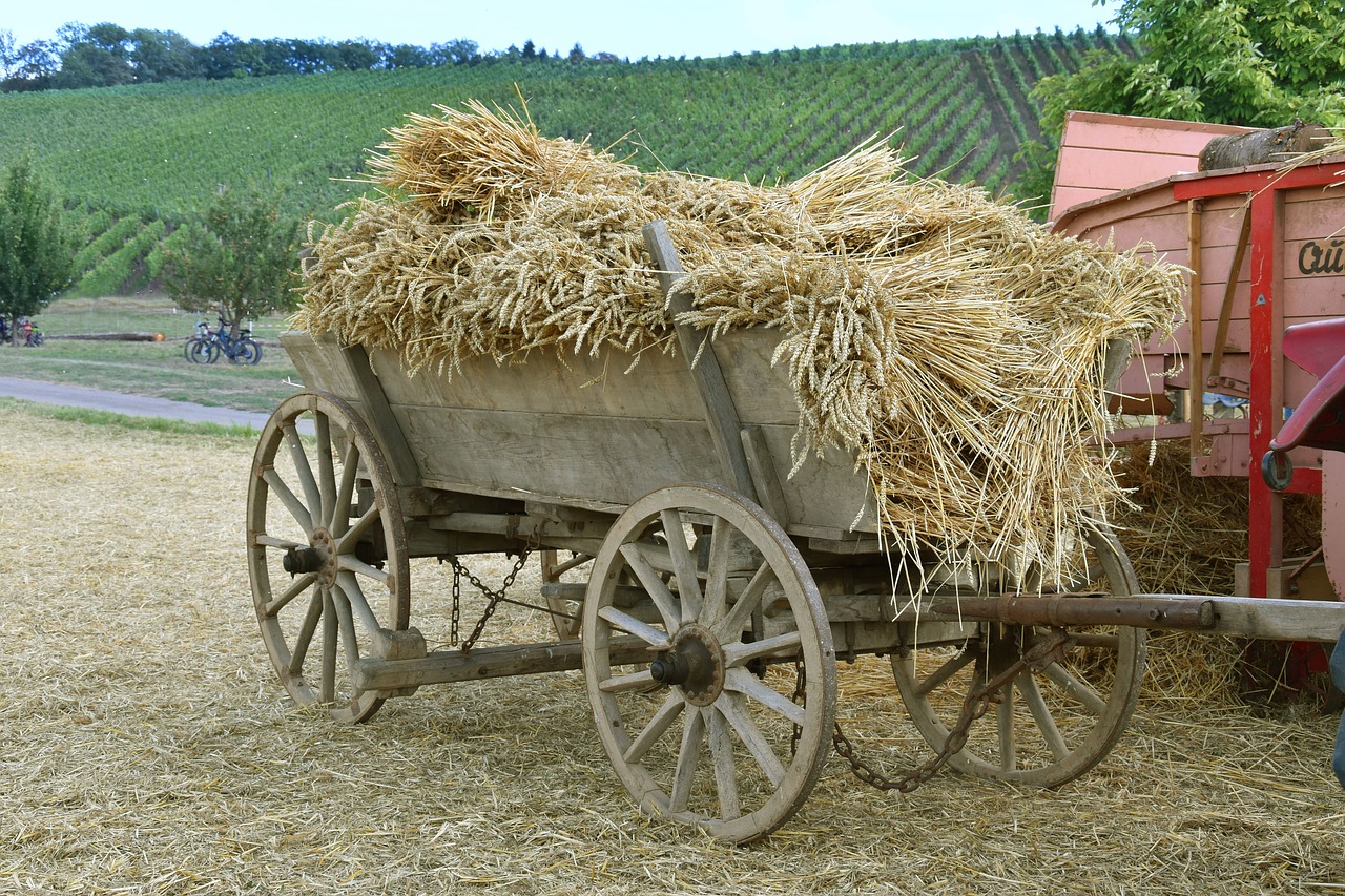 harvest  historically  agriculture free photo