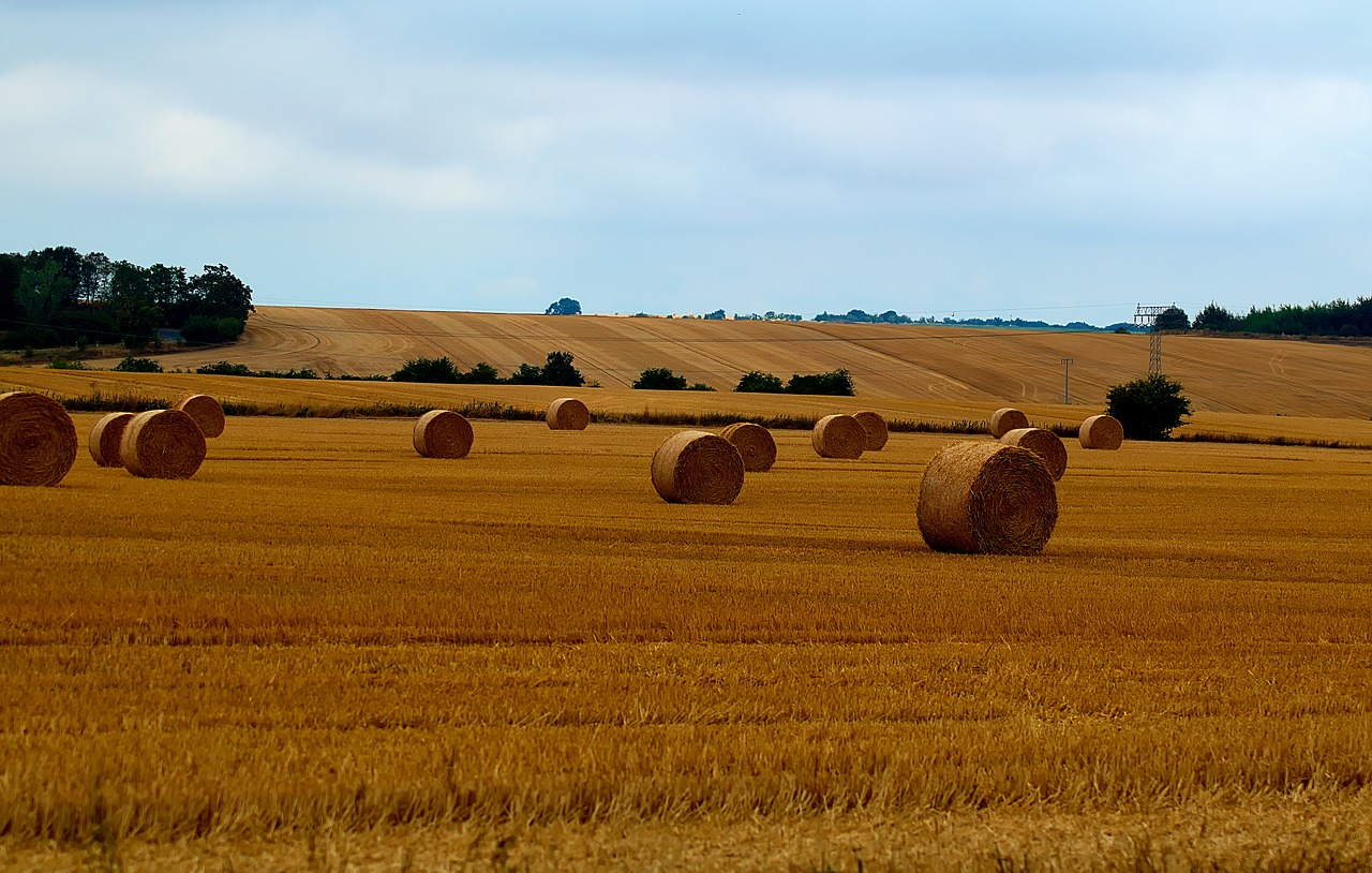 harvest  straw bales  field free photo