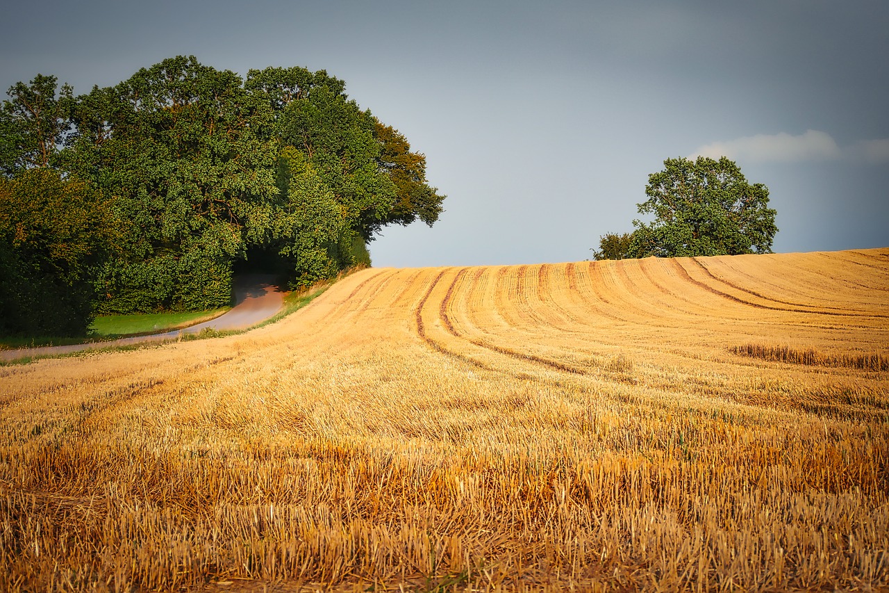 harvest  field  agriculture free photo