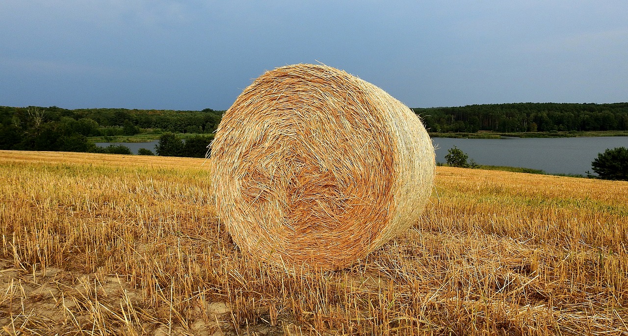 harvest  straw  field free photo