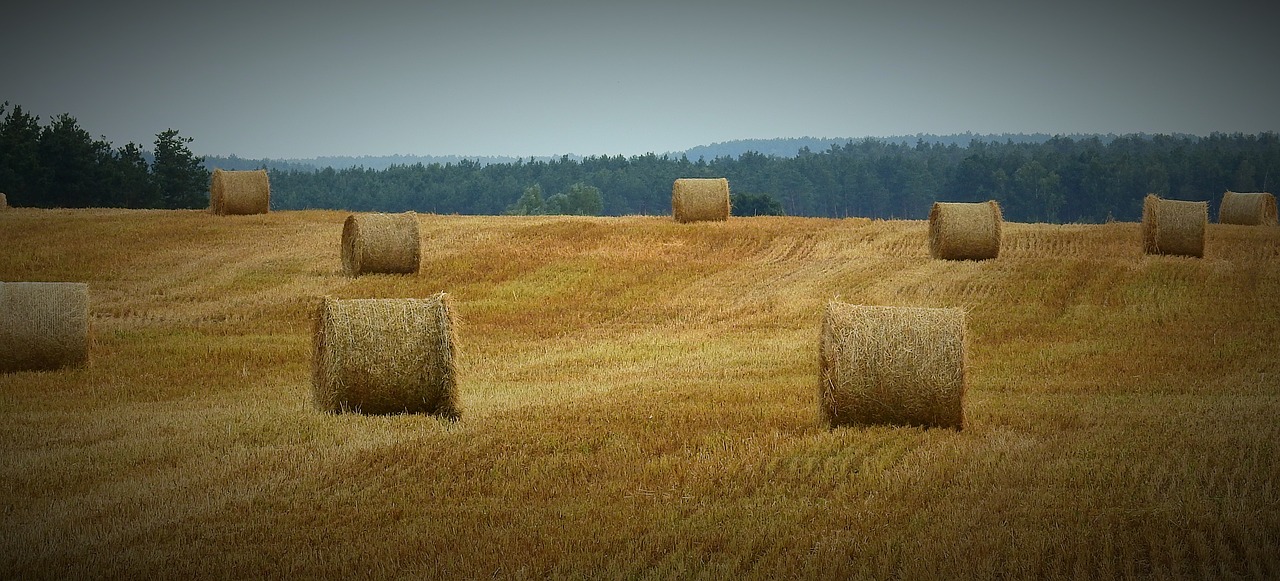 harvest  field  figure free photo