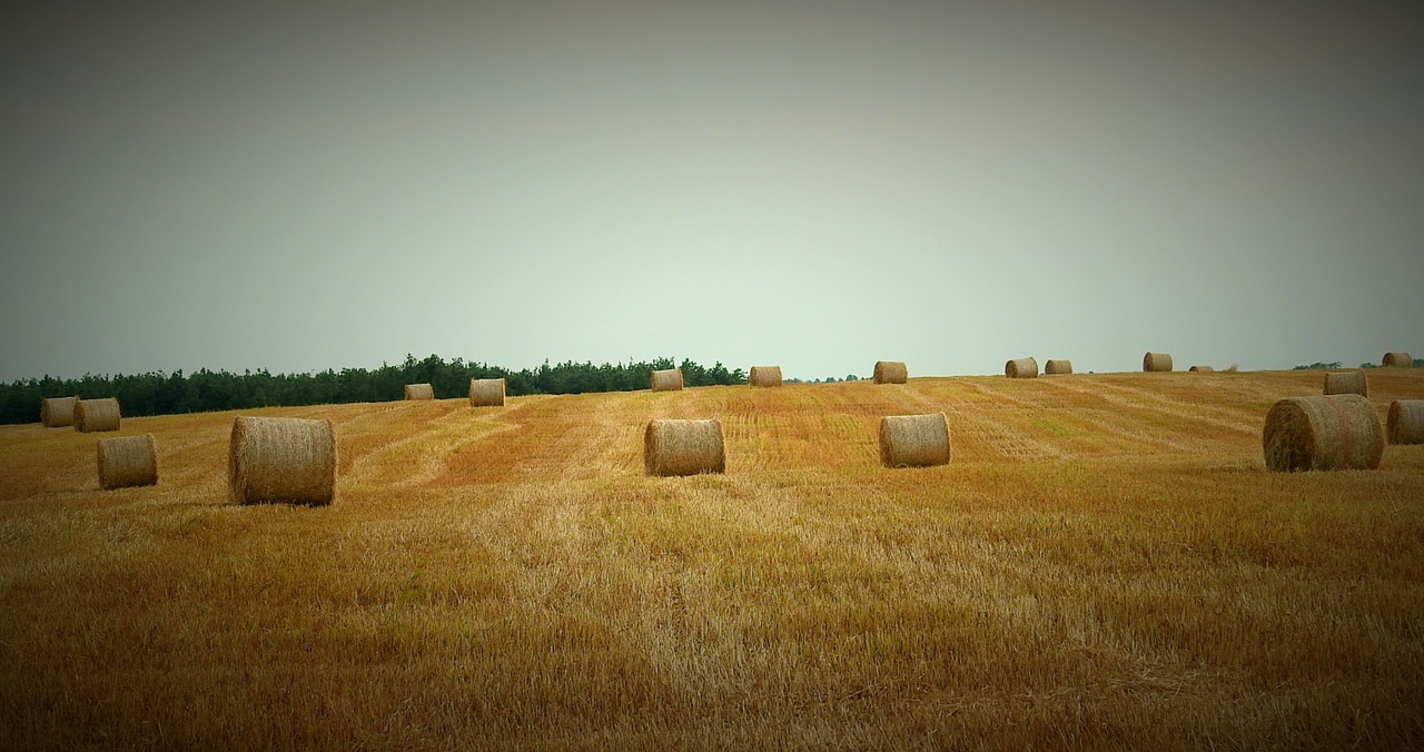 harvest  straw bales  field free photo