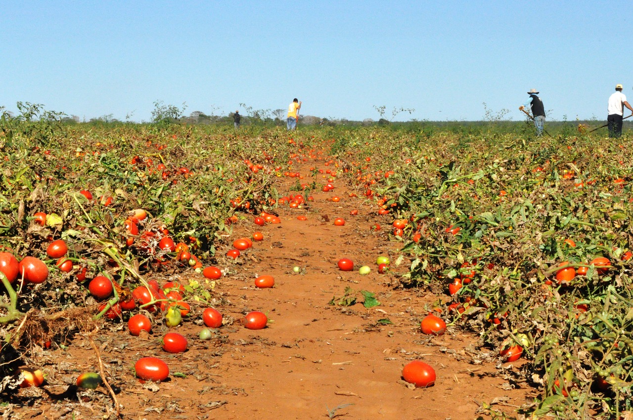 harvest  field  vegetables free photo