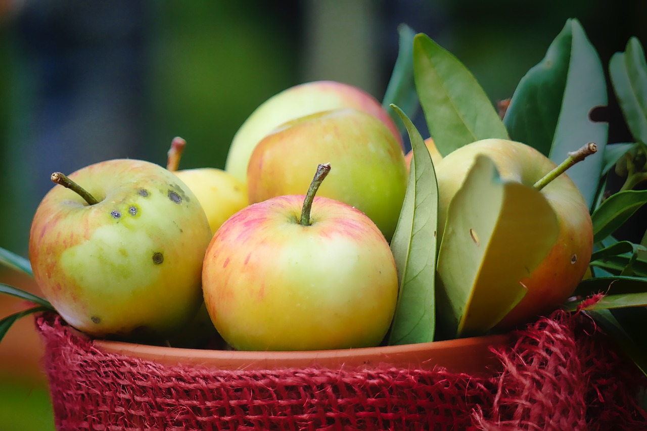 harvest  autumn  apple free photo