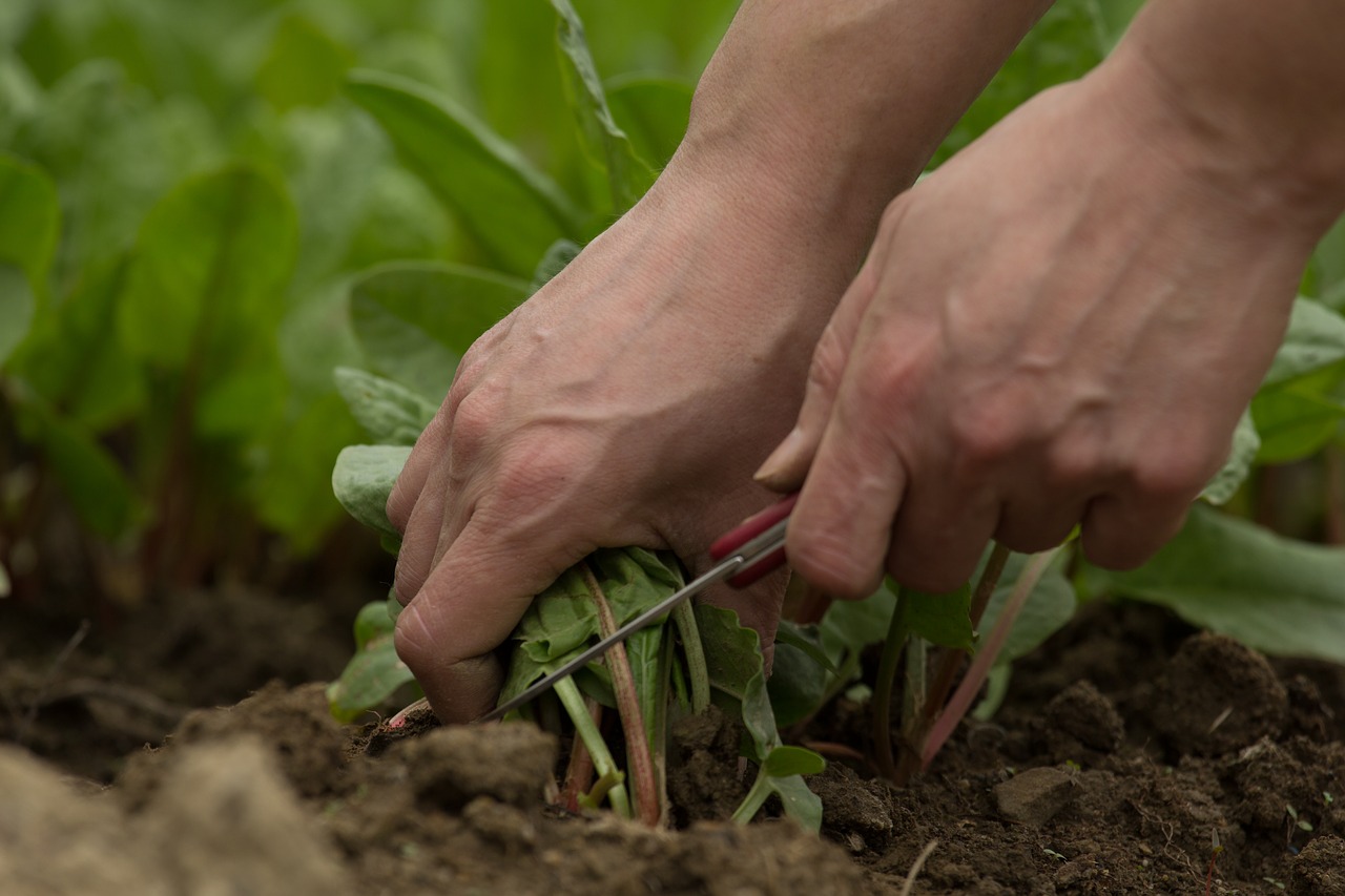 harvest  garden  fresh free photo