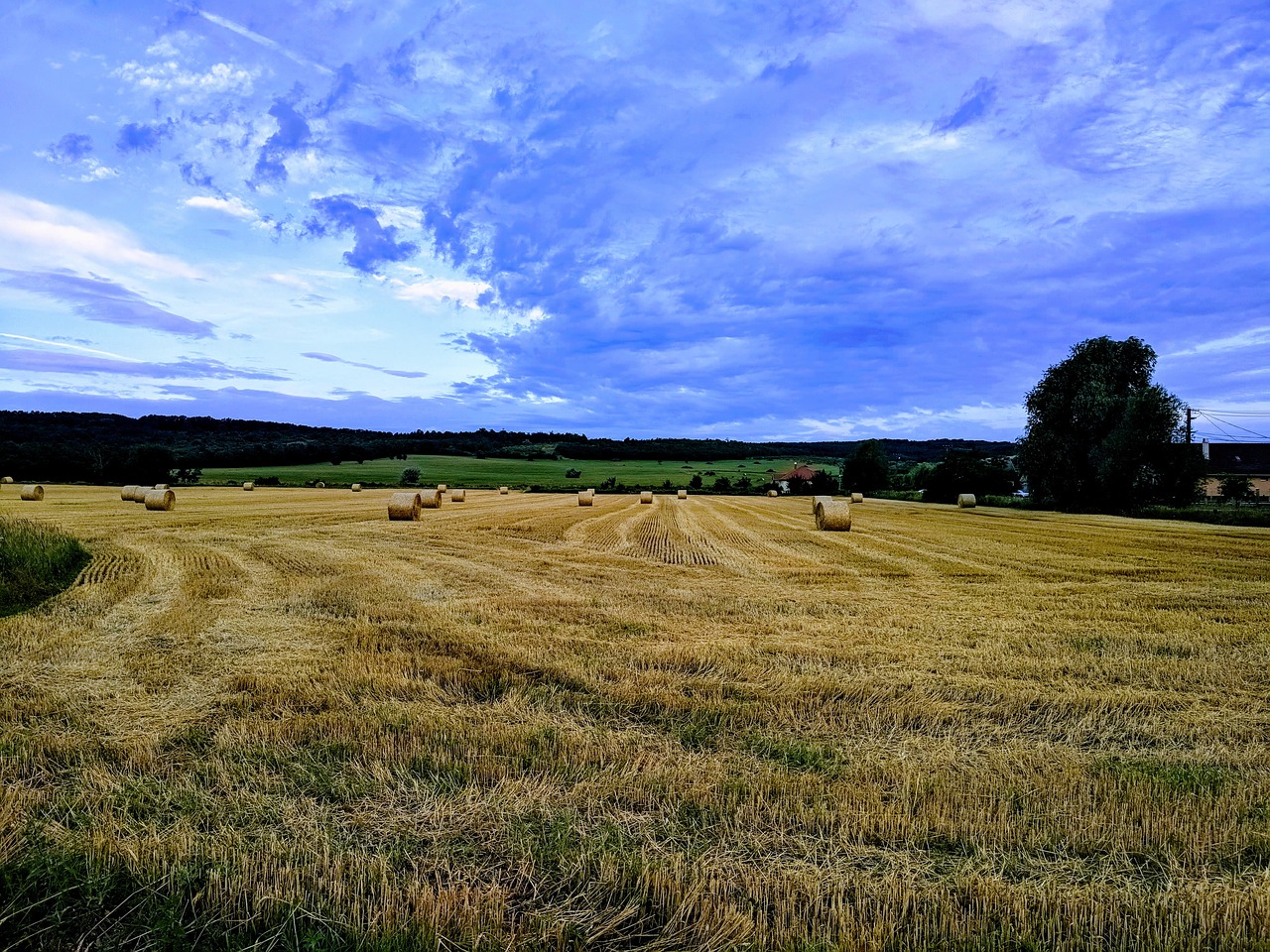 harvest  summer  agriculture free photo