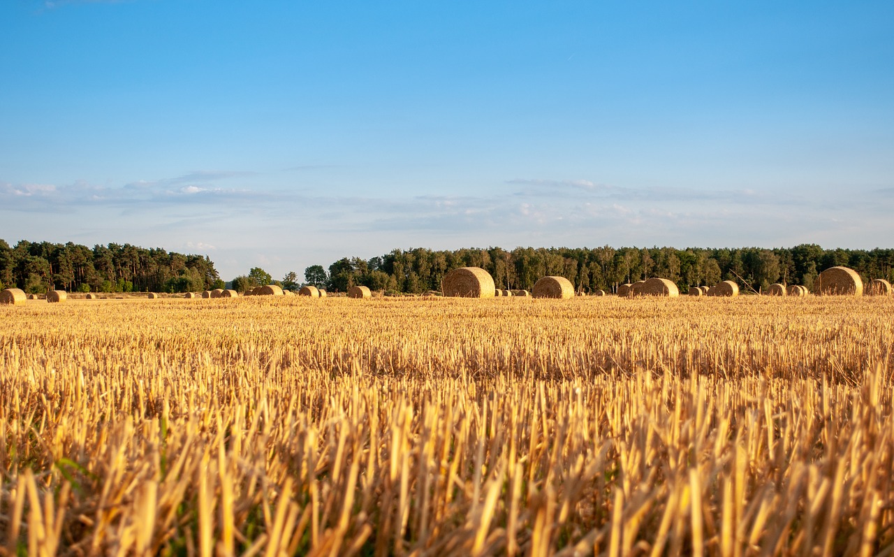 harvest  corn  hay free photo