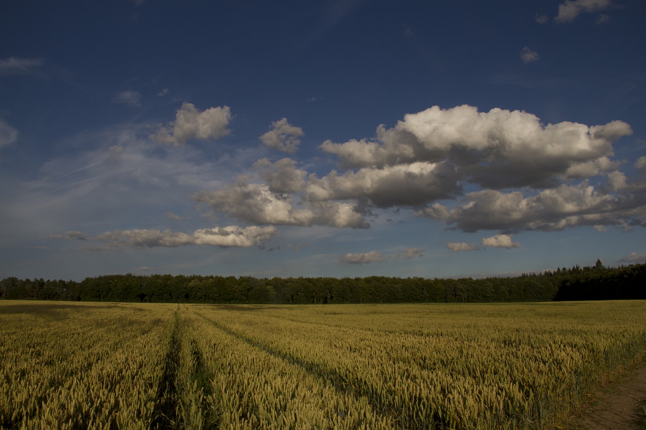 harvest  field  agriculture free photo