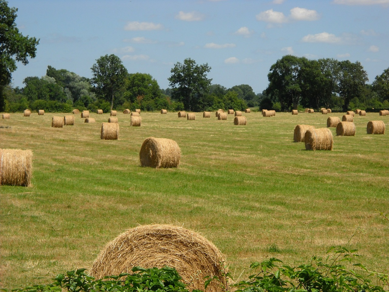 harvest haying field free photo