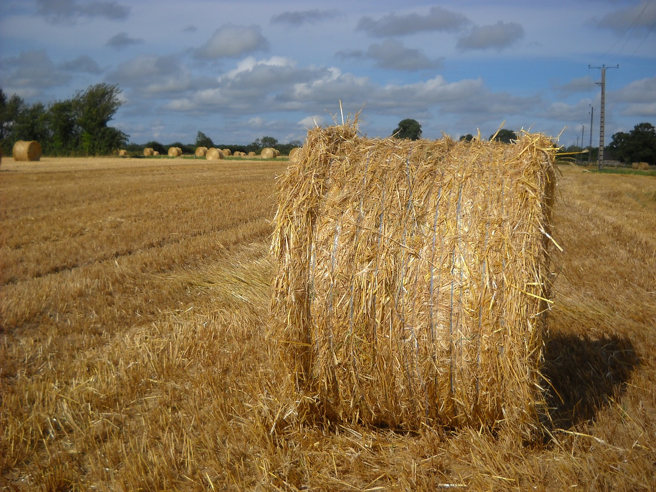 harvest cereals free pictures free photo