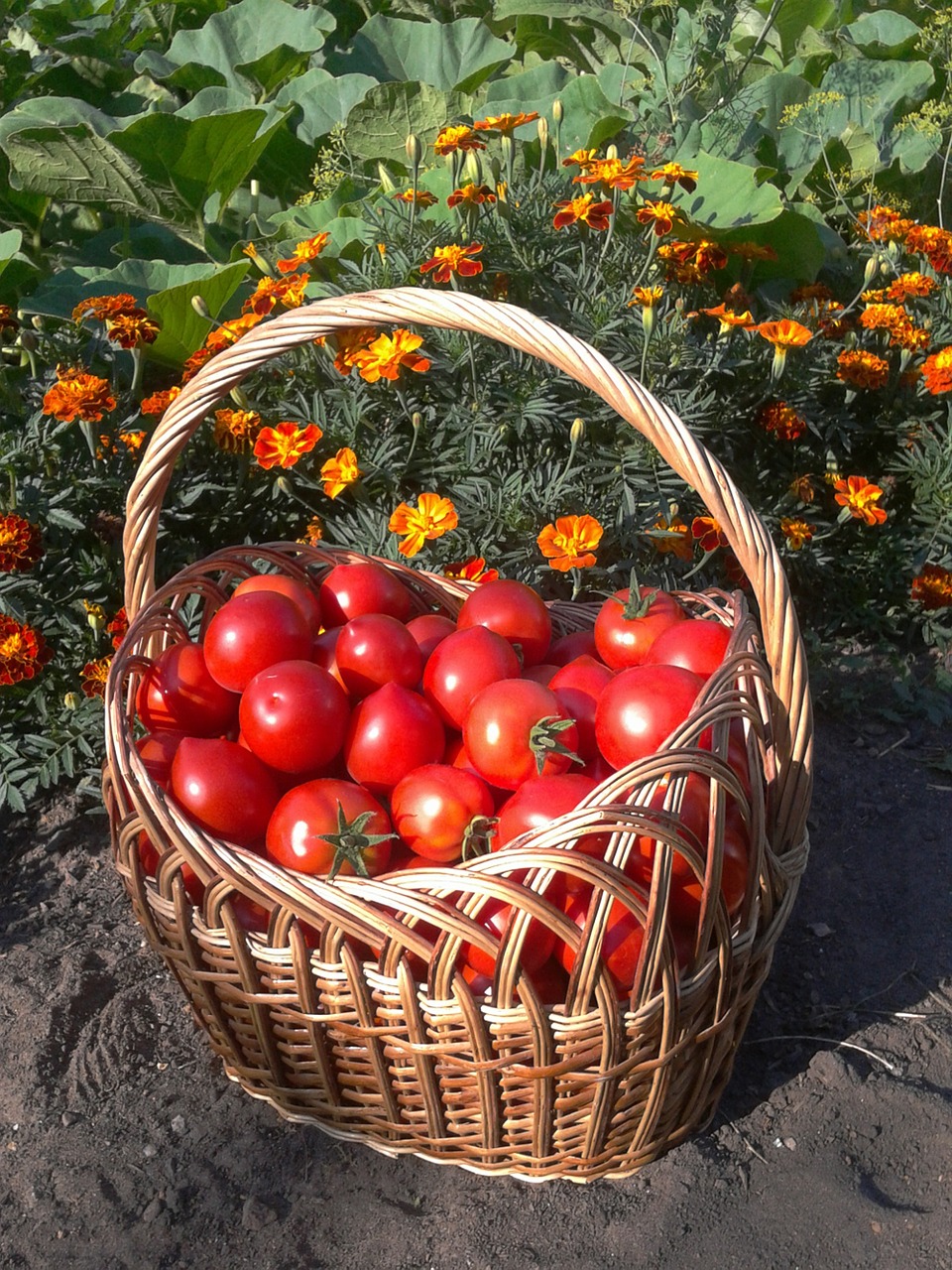 harvest basket tomato free photo