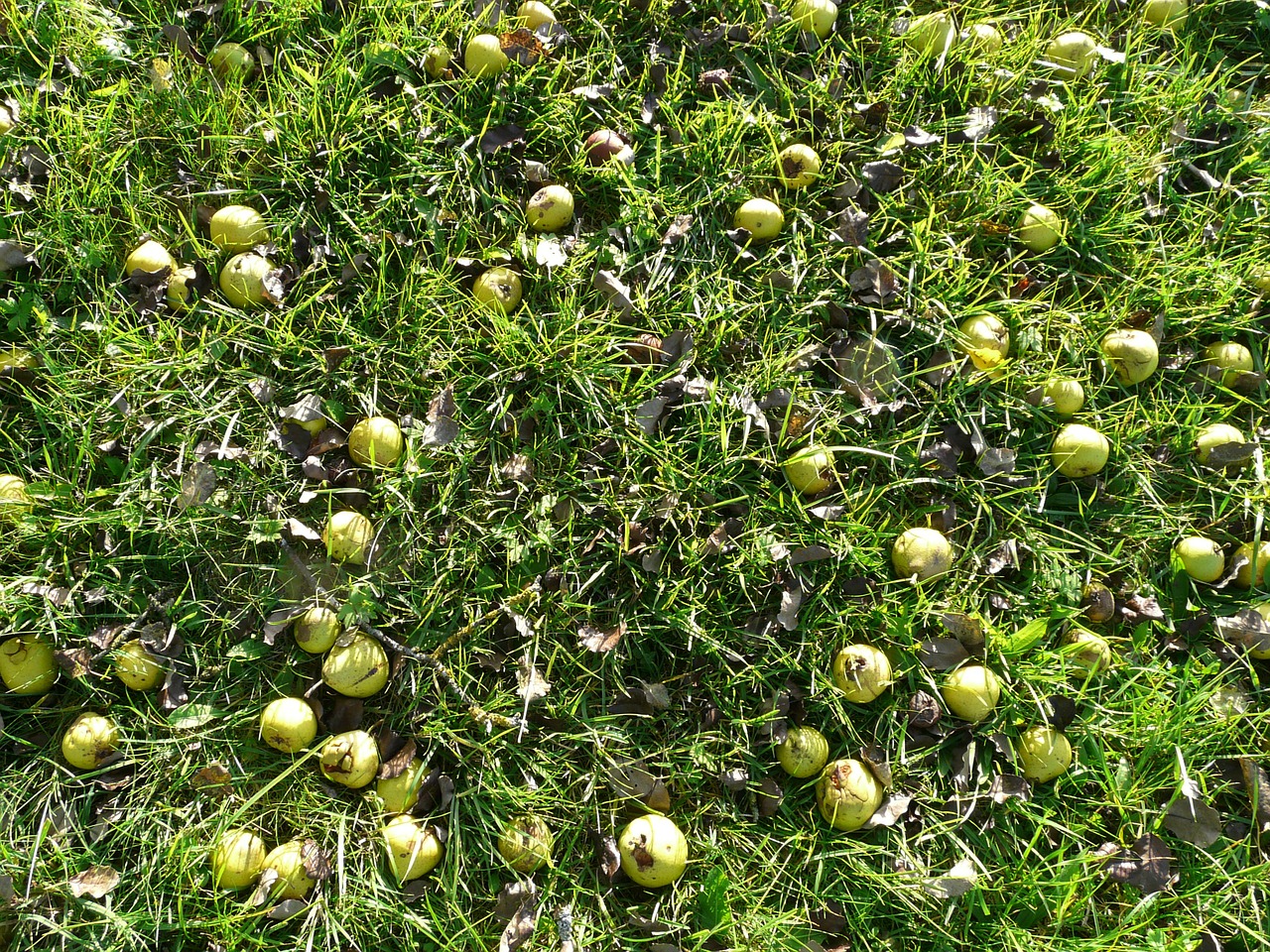 harvest fruit pears free photo